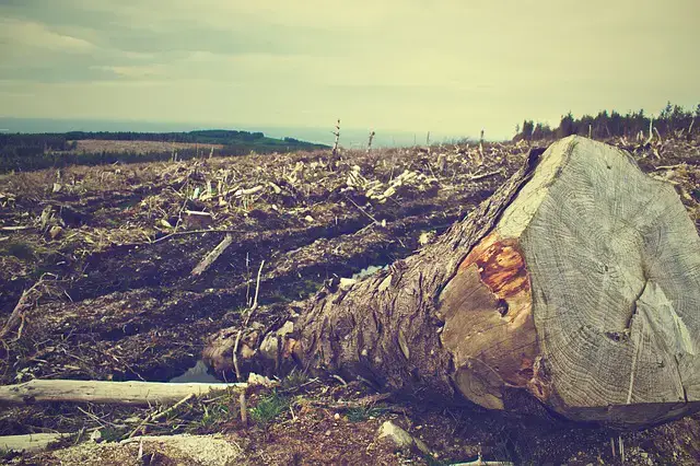 森林砍伐:原因、來源、速度、影響和解決辦法