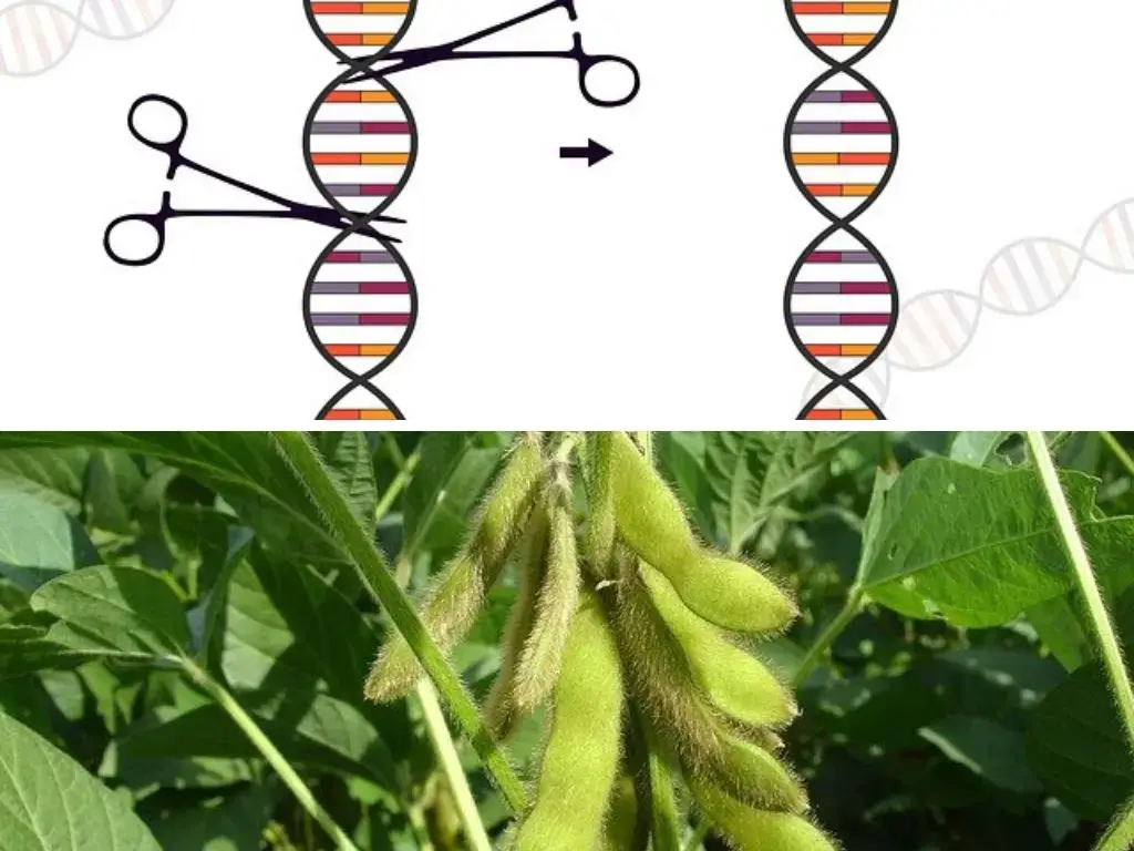 轉基因作物和食品的利與弊