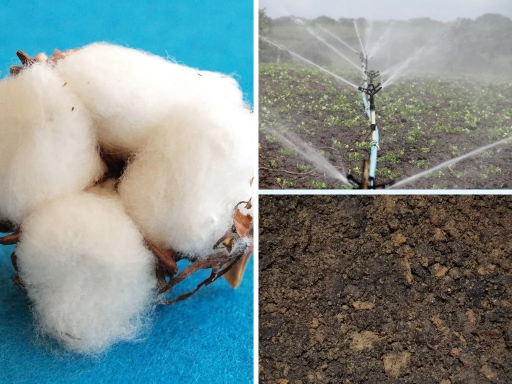 對於纖維、織物和紡織品來說，棉花是環保和可持續的嗎?