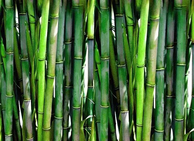 竹子對纖維、織物和紡織品是環保和可持續的嗎?