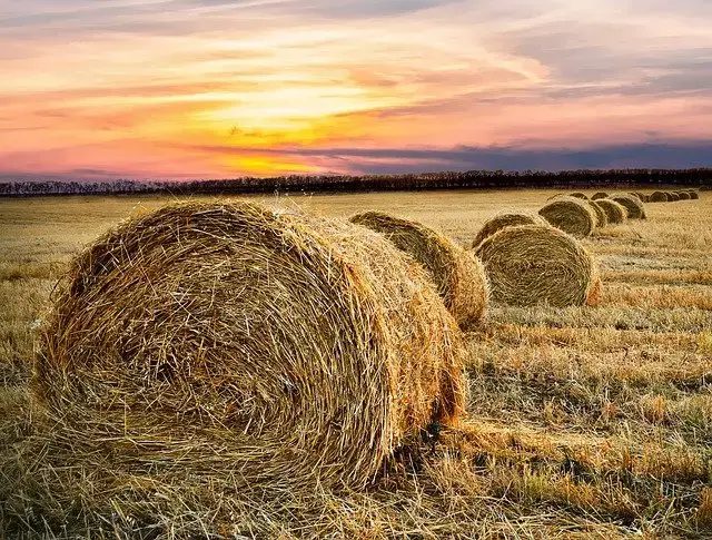 全球有多少土地用於農業，我們是否有足夠的農業土地留給未來?