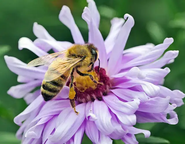 如何拯救蜜蜂，防止蜜蜂種群死亡