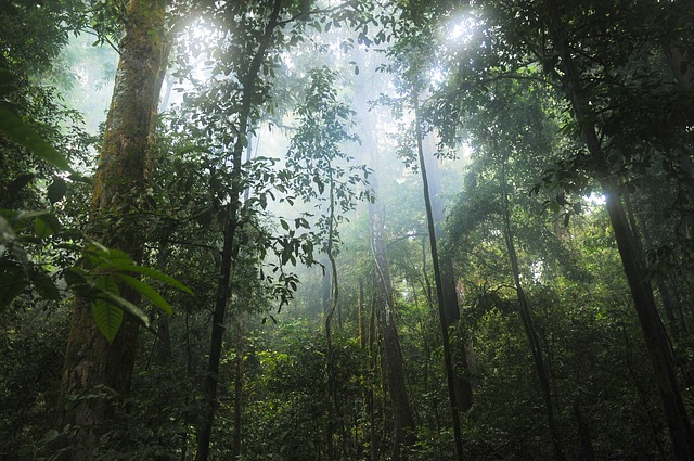如何拯救雨林(扭轉森林砍伐和冠層覆蓋下降的趨勢)