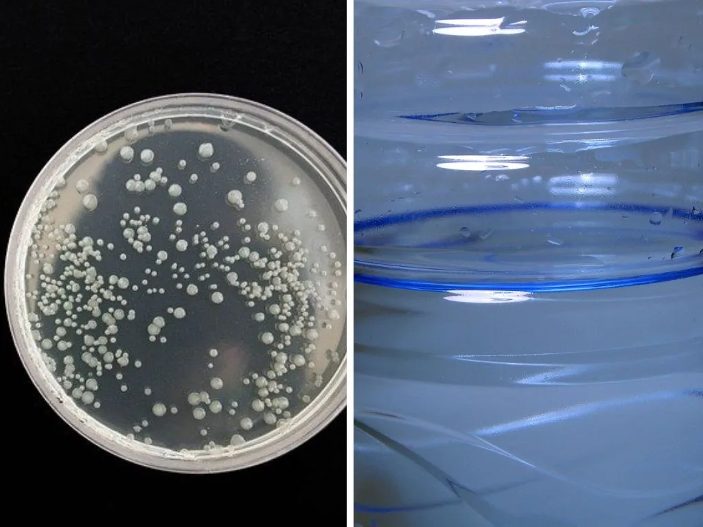 吃塑料的細菌:它們是什麼，它們是如何工作的，優點和缺點，等等