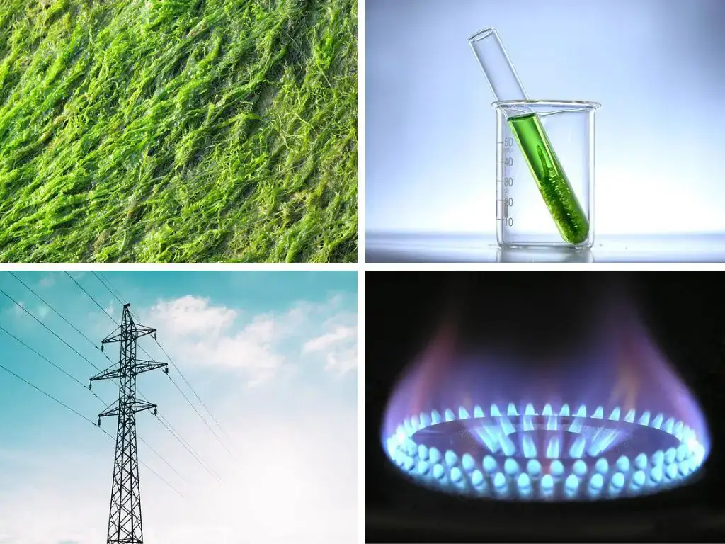 生物質vs生物燃料vs生物能源vs沼氣:差異和比較