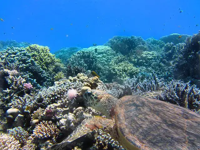 珊瑚礁麵臨的問題和如何拯救它們